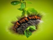 Spil Caterpillar Larva Animal Jigsaw online