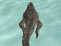 Spil Crocodile Simulator Beach Hunt online