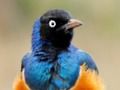 Spil Dyrepuslespil: Wildlife & Logic online