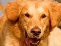 Spil Hund Spot forskellen  online