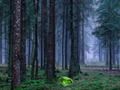 Spil Mystisk solnedgang i skoven  online