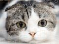 Spil Katte puslespil tid  online