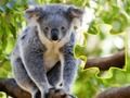 Spil Jigsaw Jam Animal online