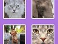 Spil Billede Slider Animals  online
