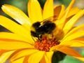 Spil Foto quiz online