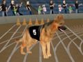 Spil Crazy Dog Racing Fever online