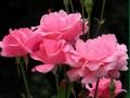 Spil Pink roser online