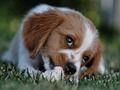 Spil Doggy Jigsaw online