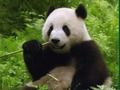 Spil Pandas-puslespil  online