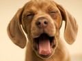 Spil Sjove Doggy  online