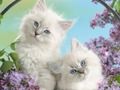 Spil Sjov Kitty  online