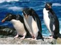 Spil Penguins glider online