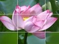 Spil Lotus blomster  online