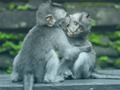 Spil Chimpansee Jigsaw  online