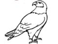 Spil Eagle farvelægning online