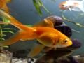 Spil Guldfisk puslespil  online