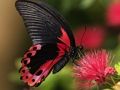 Spil Natur puslespil sommerfugl  online