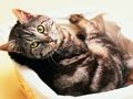 Spil Sjove katte og hunde puslespil  online