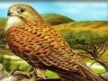 Spil Rovfuglepuslespil  online
