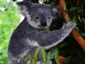 Spil Sød baby koala bjørn  online