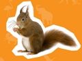 Spil Dyrehus  online