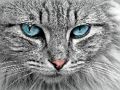 Spil Cat Eye's puslespil  online