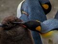 Spil Kejser Penguin Jigsaw online