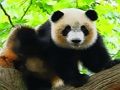 Spil Sød Baby Panda  online