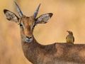 Spil Wild Deer Jigsaw online