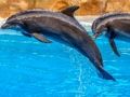 Spil Sea Dolphin Jigsaw online