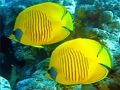 Spil Underwater World Jigsaw online