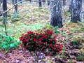 Spil Bernati Forest Adventure online