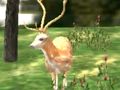 Spil Animal Safari Hunter 2020 online