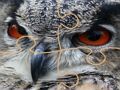 Spil Wild ugle stiksav  online