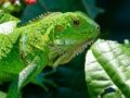 Spil Vild leguan  online