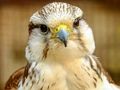 Spil Gyrfalcon Stiksav  online
