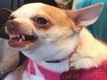 Spil Hvilken meme hund er du?  online