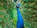 Spil Peacock stiksav  online
