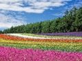 Spil Farverig blomsterhave stiksav  online