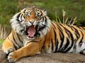 Spil Dyr puslespil Tiger  online