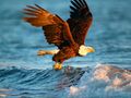 Spil Dyr puslespil Eagle  online