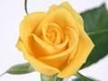 Spil Gule Roser  online