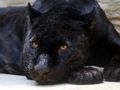Spil Black Panther stiksav  online