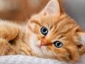 Spil Kittens Jigsaw Puzzle Collection online