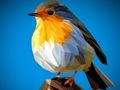 Spil Poly Birds stiksav  online
