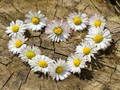 Spil Daisy Heart Jigsaw online