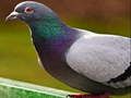 Spil Pigeon Jigsaw -puslespil online
