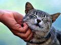 Spil Kildrende kat  online