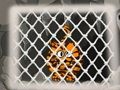 Spil Tiger Escape 1 online