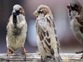 Spil Sparrow familie stiksav  online